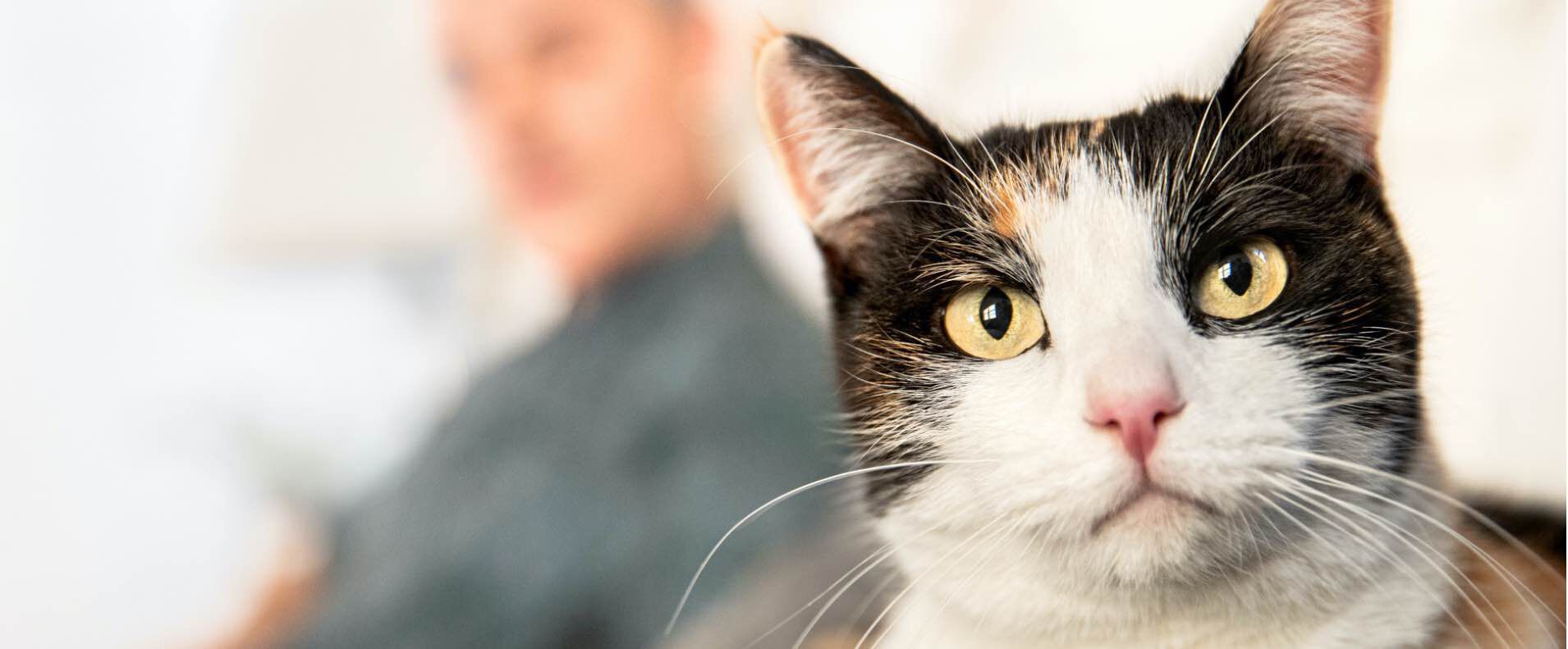 cat looking at the camera